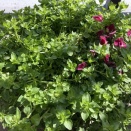 ハコべ　お分けしたい