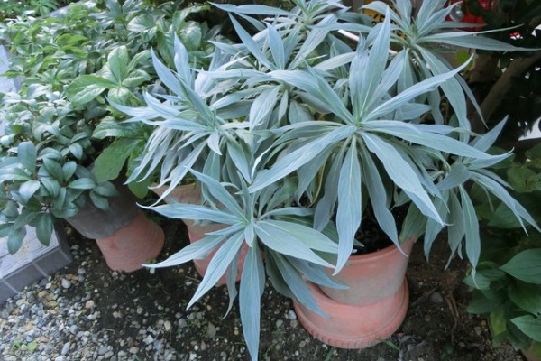 Odoribaな日々 エキウム カンディカンス