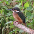 小魚を捕ったカワセミを撮る🐦‍⬛📸（多々良沼公園）