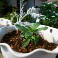真夏なのでビオラも植え替えようかな?