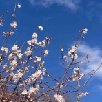 ・:*:・:風の吹くまま気の向くまま:・:*:・