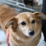 『【里親募集中】ミニチュアダックスフンドと柴犬のMIX犬 あいりん』の画像