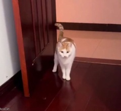 これは礼儀正しい猫…部屋に入るときドアをノックする