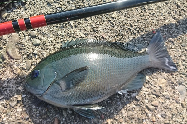 猪丸の釣りとグルメと グレ釣り