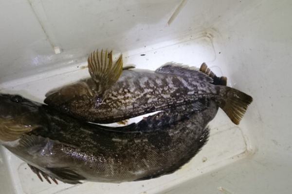ダメオヤジ釣り日記かもねー うふふ カニ