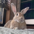 保護うさぎ譲渡会 保護うさぎさんに逢おうの会in神戸【4/12】