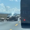 道路を渡る羊たちが…なぜかみんなピョンと跳ぶ（動画）