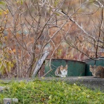 猫写真家・沖 昌之のブログ　野良ねこちゃんねる。　