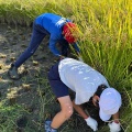 令和7年、稲刈り🌾体験（10月17日（金曜日））