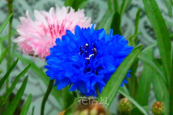 やぐるまぎく 矢車菊 花信風 季節からのたより