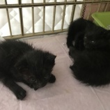 『【緊急】ご支援のお願い（子猫用粉ミルク）』の画像