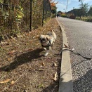 愛犬と一緒にお散歩ピクニック。*\(^o^)/*