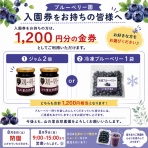 山の里自然農園のおいしゃん日記　～ブルーベリーとオリーブ～