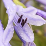 『脳と卓球・光マイクロバブル(3650回記念)(3)』の画像