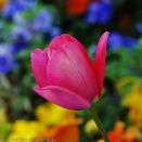 昔からの知恵って 。。