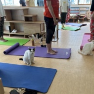 猫式ヨガ と 次回募集開始