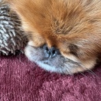 ･*:.｡❁川蝉の巣作り･*:.｡❁