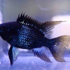 『4月17日(木)熱帯魚入荷情報①🐟』の画像