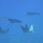 サイパンから思うこと・・ONE OCEAN