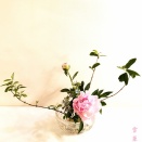 艶やかな芍薬