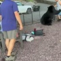 クマの爪がどれだけヤバイのかよく分かる構造が話題に　そりゃ通りで被害者がキズだらけになるわけだ…