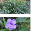 花と緑の相談所