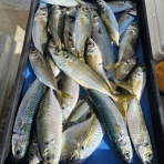 明石釣り船たかみまるの釣果blog