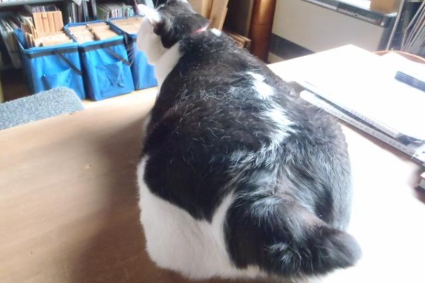 代表取締まられ役にゃん太郎 16年07月