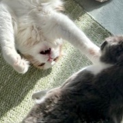 2歳と13歳の猫のじゃれ合いと雪に残された足跡