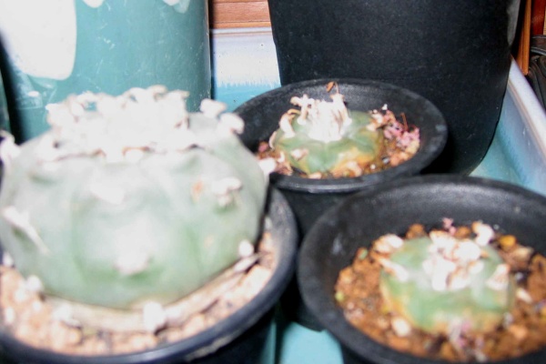 ダチュラリズム 07