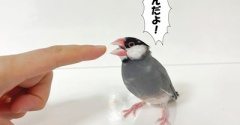 豹変するセラくん