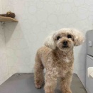 トイプードル シャンプーカット アリオ上田 川上