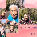 春です！🌸満開！お花見Time
