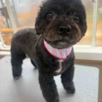 ぱっぽとにゃんの仲良しブログ♡♡♡