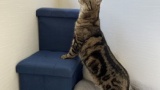 猫、長い（※画像あり）