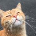 野良猫の怪我の数々　20250824