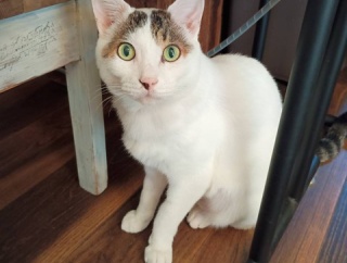 娘はメンタル、私は身体に出る。と、紫のイルカ作りました。