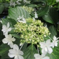 大慈寺の紫陽花　2