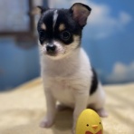 ペットショップワンラブ ドンキホーテ西宮店のスタッフブログ