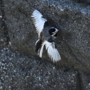 ホバして虫を食う鳥