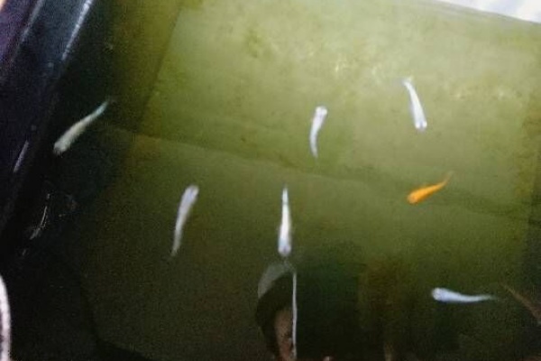 T Y アクアいろブログ タナゴ