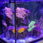Dialy of MarineAquarium