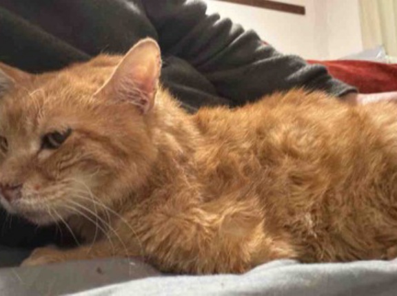 ボス猫、対症療法に臨む　20251117