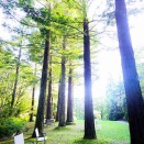 【三重】津市「レッドヒル　ヒーサーの森」のアジサイ〈彩り百景　南坊園一宮市