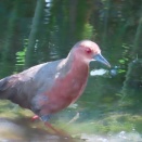 繁殖期のヒクイナを撮る🐦📸（多々良沼公園）