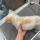 チワワ(お店の子)　爪耳掃除　今井