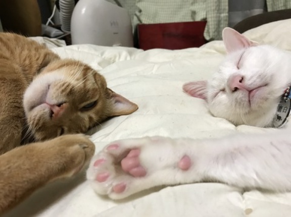 運命の猫コンビ　20260218