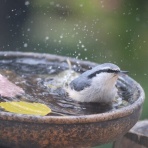 アナベルにかこまれて