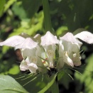 オドリコソウ、ホタルカズラ、御衣黄桜など