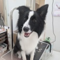 うるま店 トリミング🐶✂️